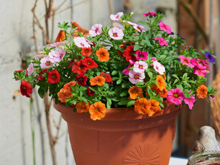 Farbenprächtige Blumen in einem Topf