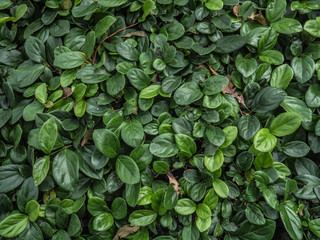 plantas  textura natural 