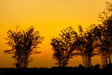 Fototapeta na wymiar Bamboo silhouette with the sun behind.