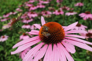bees on flower