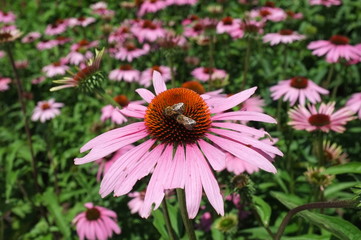 Bee on pink flower