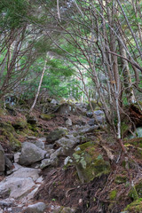 岩の道・木のトンネル　縦構図