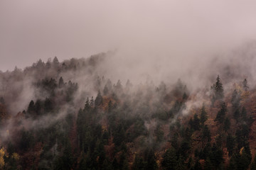 Fog above pine forests. Misty morning view in wet mountain area. 