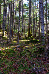 苔生した森　縦構図