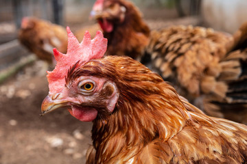 chicken on farm