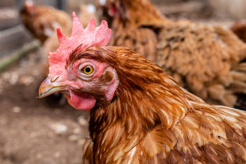 chicken on a farm