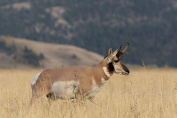 Pronghorn Antelope Buck