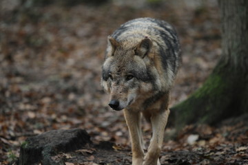 Ein Wolf läuft über Waldboden