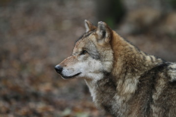 Naklejka na ściany i meble Kopf eines Wolfes im Wald mit unscharfem Hintergrund