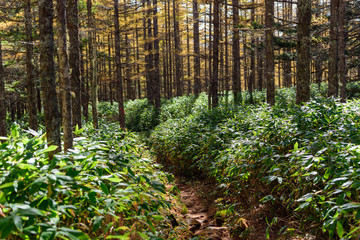 紅葉と熊笹の小径