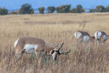 Pronghorn Antelope Buck