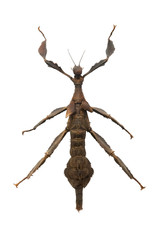 beetle Extatosoma popoi