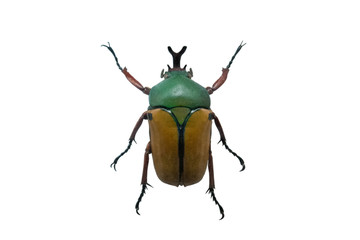 beetle eudicella smithi