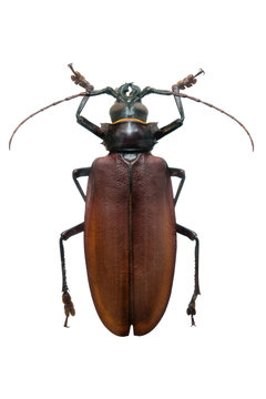 beetle Titanus giganteus m