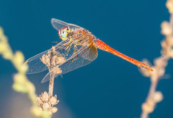 Red dragonfly perched near water