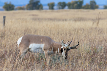 Pronghorn Antelope Buck