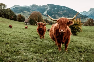 Photo sur Plexiglas Highlander écossais Vache Highland