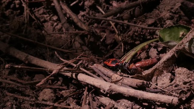Pentatomomorpha pyrrhocoroidea bugs matting slow motion footage