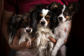 Dogs papillion in hand