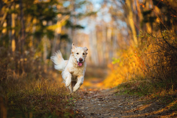 Portrait of happy dog breed golden retriever running in the bright forest in autumn