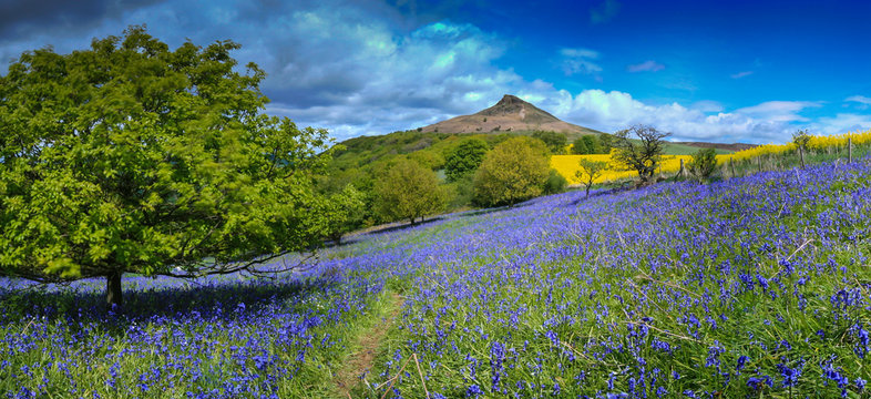 Bluebells under Roseberry Topping North Yorkshire