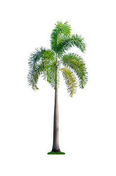 one palm tree isolated on white background with clipping path for nature decoration design.
