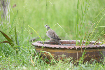 bird on the grass