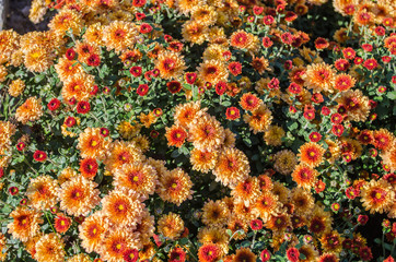 Orange flowers blooming texture. Autumn flowers background.