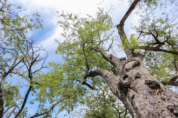 old tree