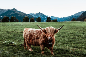 Highland Cow 