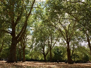 Obraz premium Trees park