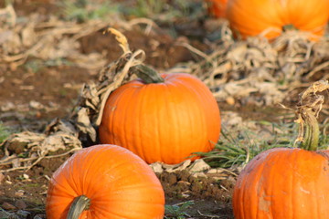 Pumpkin picking and carving for halloween