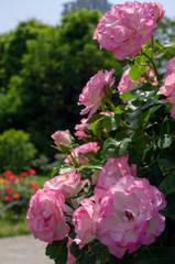 Obraz premium 芝公園のバラ
