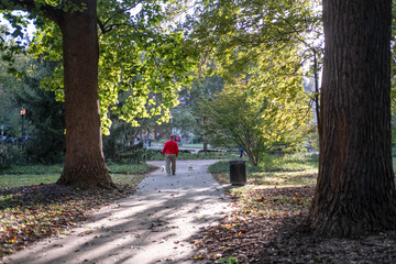Fototapeta premium A man walks two small dogs in a city park