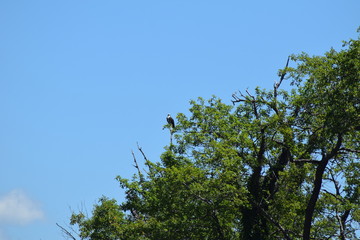 Fototapeta premium sea birds flying osprey eagle