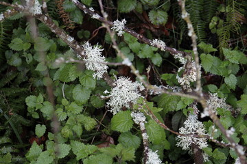 Pequeñas flores blancas