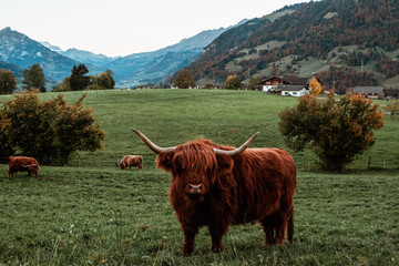 Highland Cow 