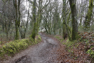 Camino de Santiago Galicia
