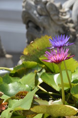 Flores de Loto en Tailandia