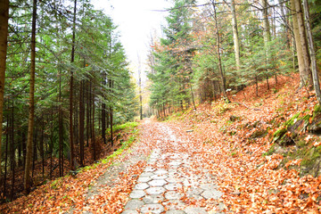 walking tourist path full of  falling leaves in autumn