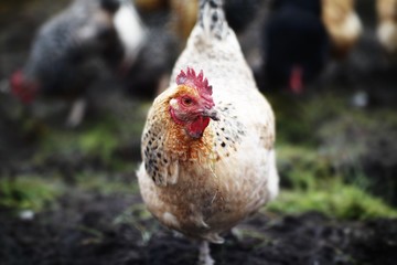 brown hen looking for food in the farm yard