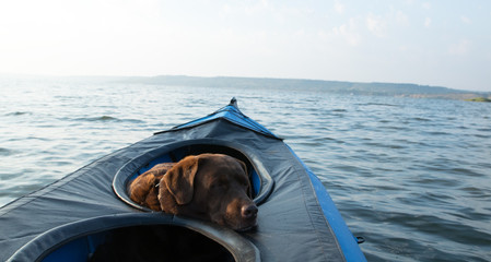 labrador in the paddle kayak on lake in the morning