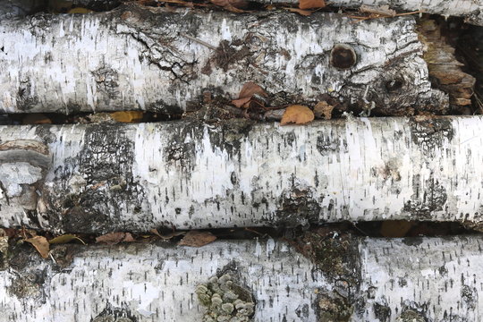 birch logs with black and white birch bark and birch bark texture