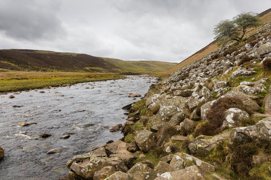rocks and a tree next to a river
