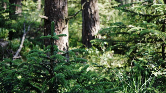 Pine Sapling In Forest