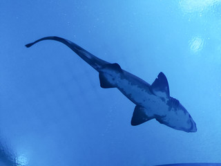 shark in water