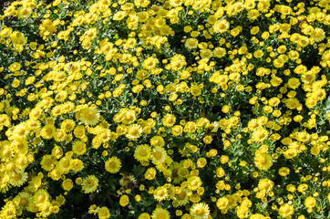Yellow flowers blooming texture. Autumn flowers background.