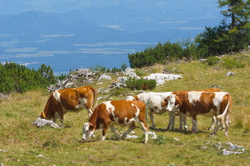 Fototapeta na wymiar Kühe auf der Alm