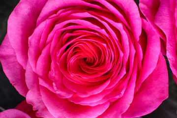 Close-up of  pink rose.