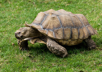 Obraz premium Giant Tortoise